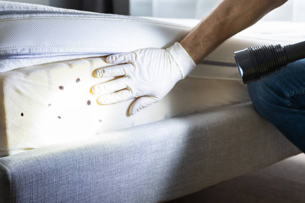 Professional Pest Control in Germantown, MD